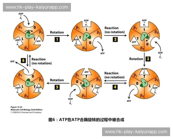 ATP数据统计：用数据驱动商业的新引擎